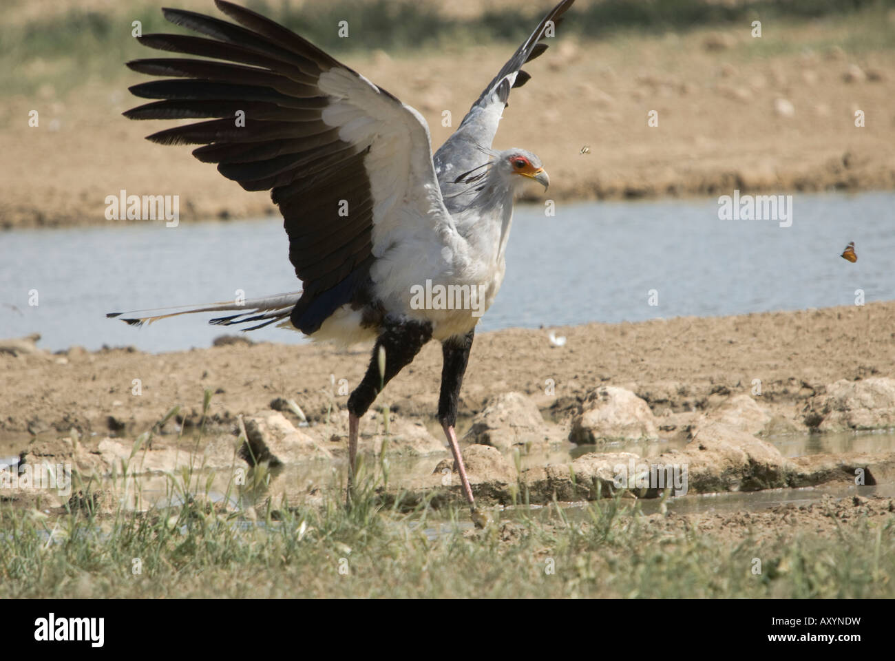 Un secretario de aves, con alas, caminando junto a un abrevadero en el Kalahari Foto de stock