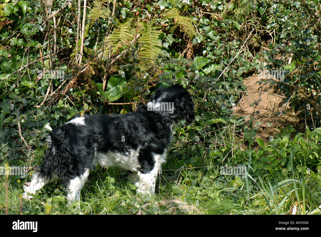 Blanco y Negro Perro Springer Spaniel Inglés en espera por un conejo warren Foto de stock