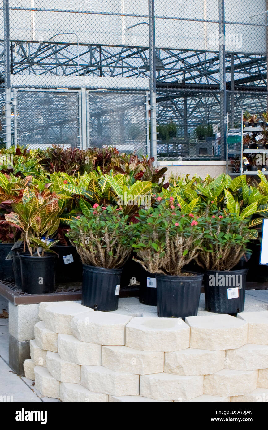 Cuidado del césped de césped y jardín flores coloridas plantas Foto de stock