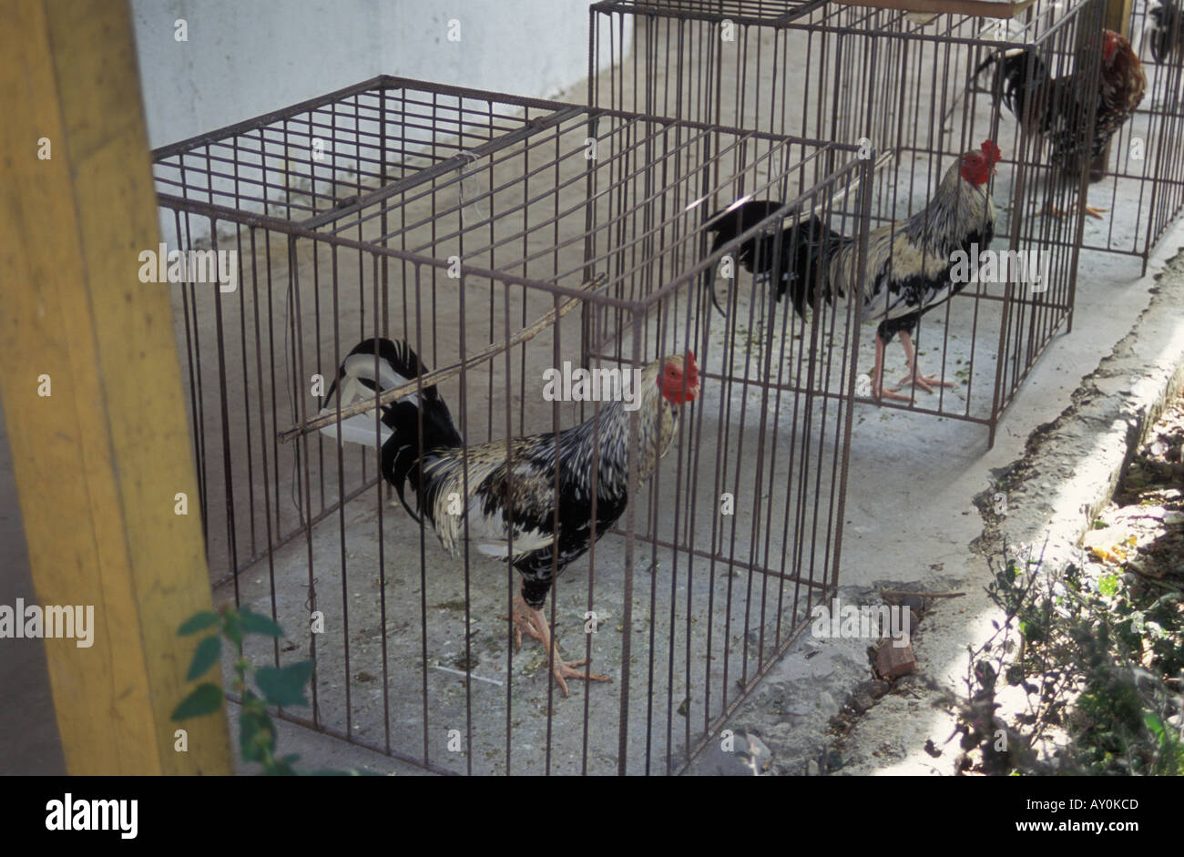Gallos mantenidos en jaulas y criados para las peleas de gallos en  Vilcabamba en el sur de Ecuador Fotografía de stock - Alamy