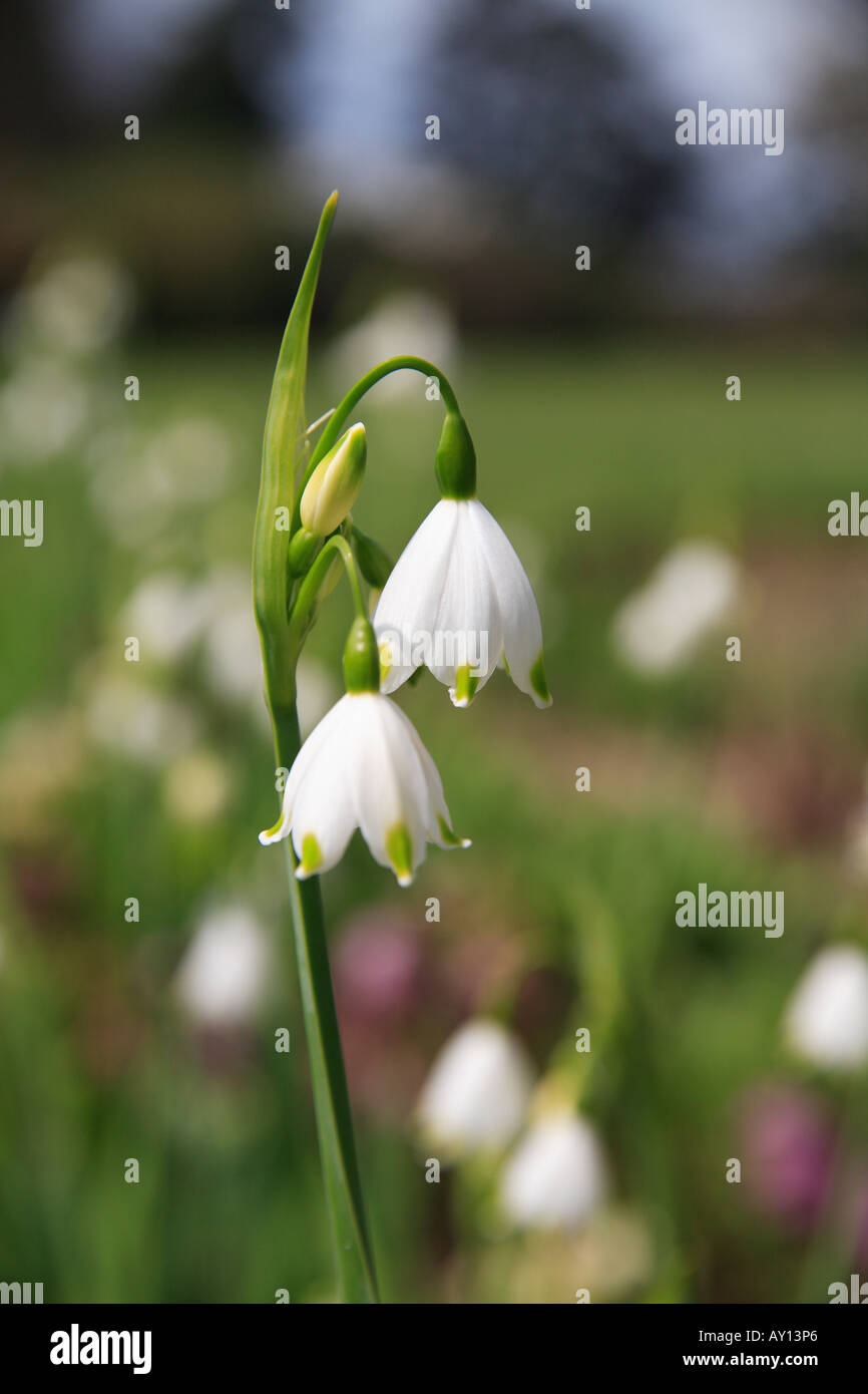 'Snowflake' Flor flor blanca primavera verano 'Leucojum'. Foto de stock
