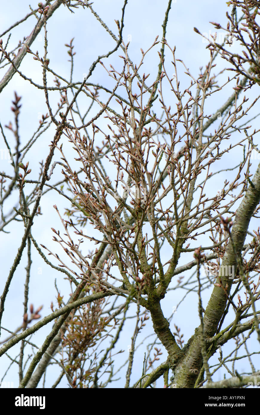 Cerezo ornamental Prunus sp con proliferan brotes causados por la escoba de bruja Taphrina cerasi Foto de stock