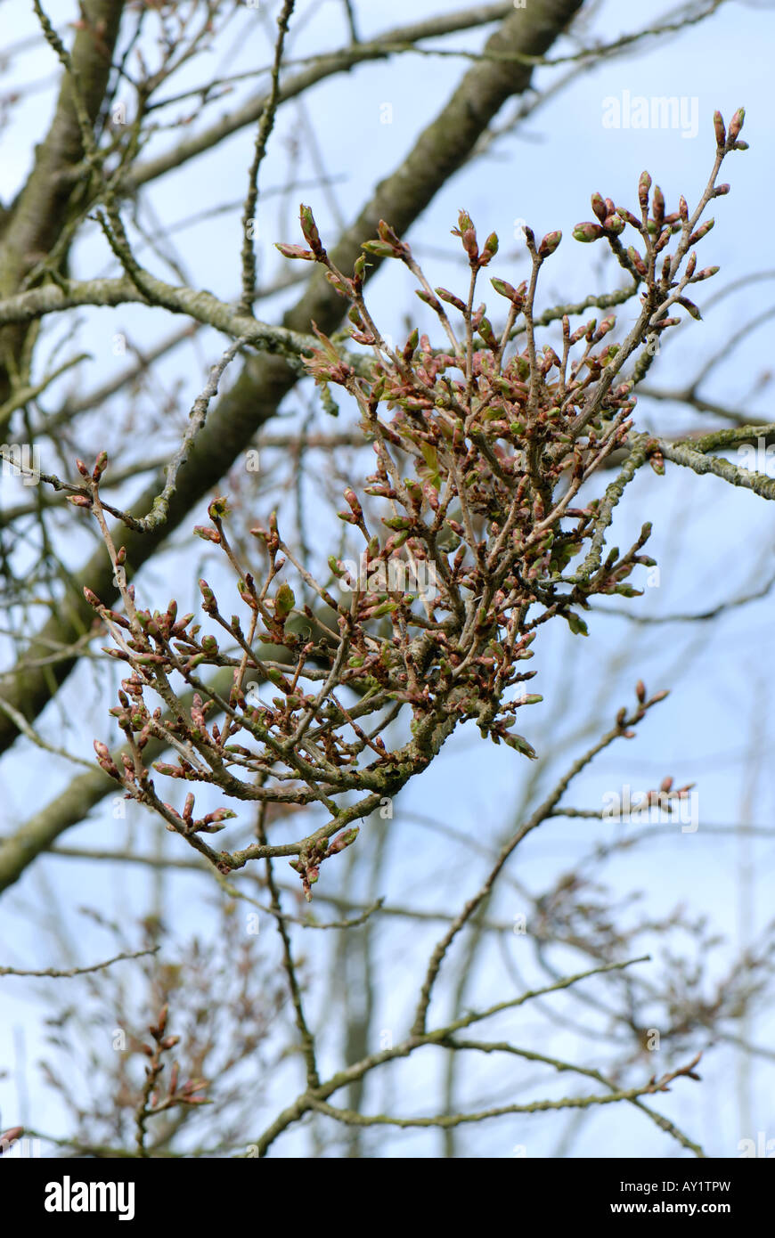 Cerezo ornamental Prunus sp con proliferan brotes causados por la escoba de bruja Taphrina cerasi Foto de stock