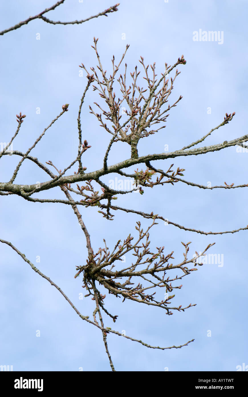 Cerezo ornamental Prunus sp con proliferan brotes causados por la escoba de bruja Taphrina cerasi Foto de stock