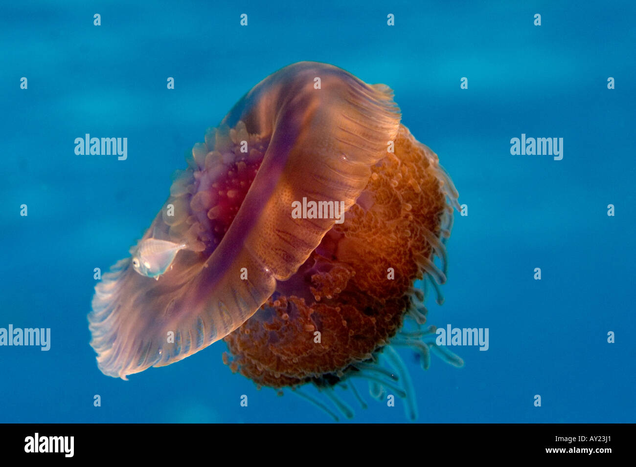 Una coliflor o corona Cephea cephea medusas en el Mar Rojo, Egipto Foto por Adam Butler Foto de stock