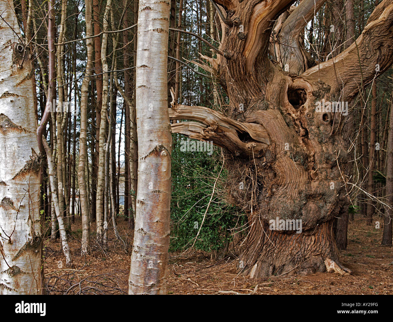 Viejo árbol retorcido en madera rodeada de Nueva Inglaterra norfolk abedul Foto de stock