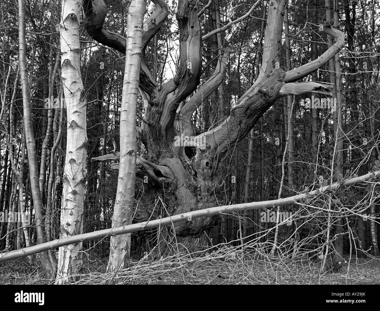 Viejo árbol retorcido en madera rodeada de Nueva Inglaterra norfolk abedul Foto de stock
