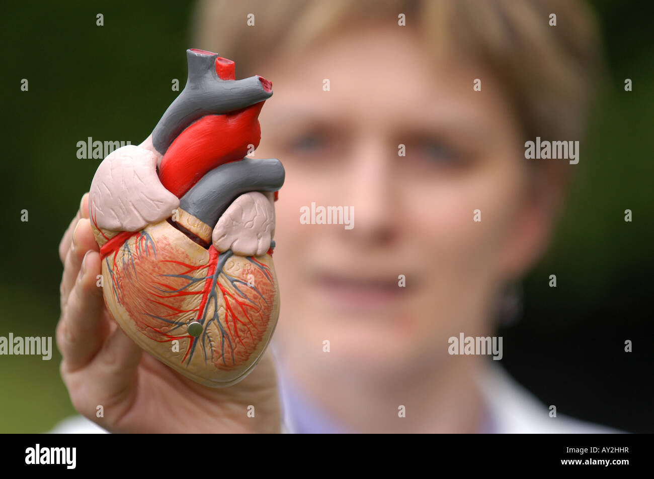 Mujer sosteniendo un modelo anatómico del corazón humano Fotografía de  stock - Alamy