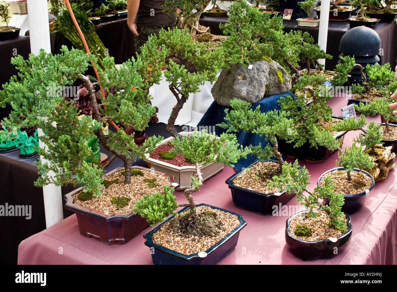 Visualización de pequeños árboles bonsái sobre una mesa para la venta  Fotografía de stock - Alamy