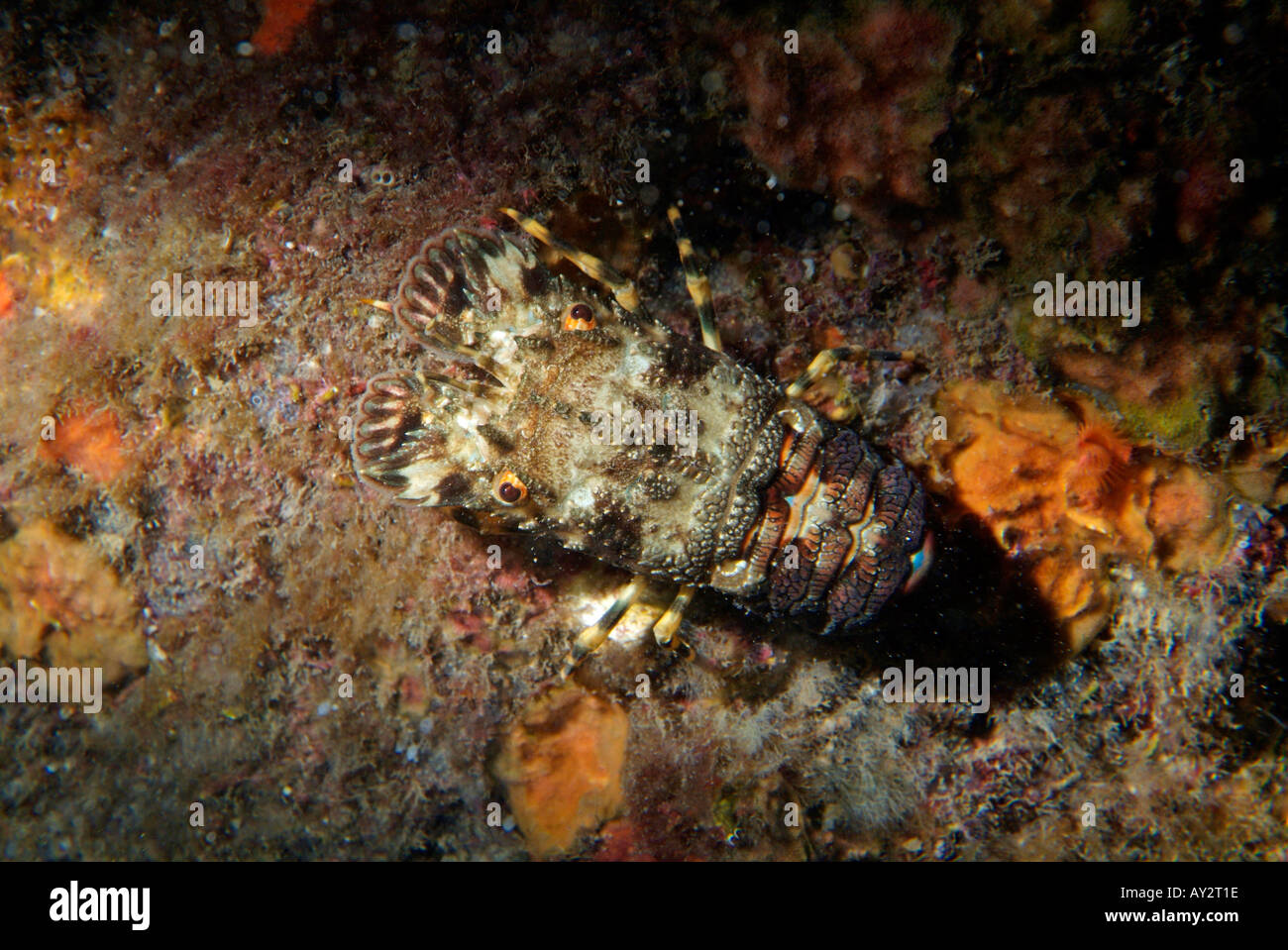 Marseille Maire Isla La cueva de coral por la noche un mar Cicada Scyllarus Arctus Foto de stock