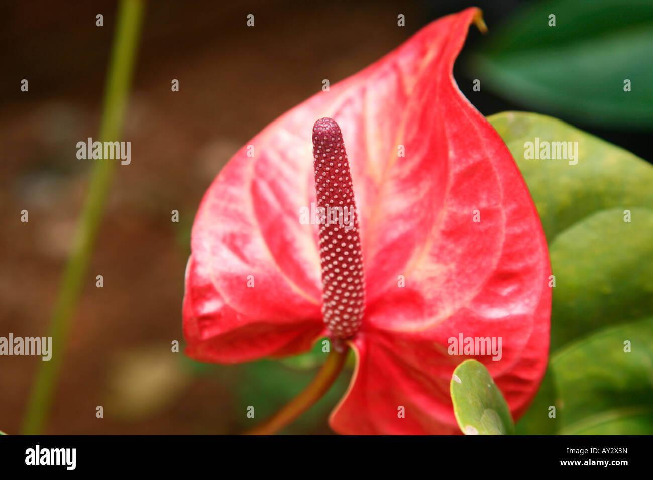 Flor de Anthurium Foto de stock