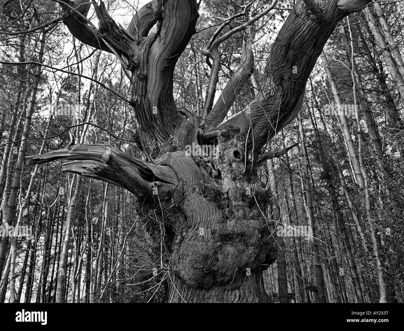 Viejo árbol retorcido en madera RODEADA DE NUEVA INGLATERRA NORFOLK abedul Foto de stock
