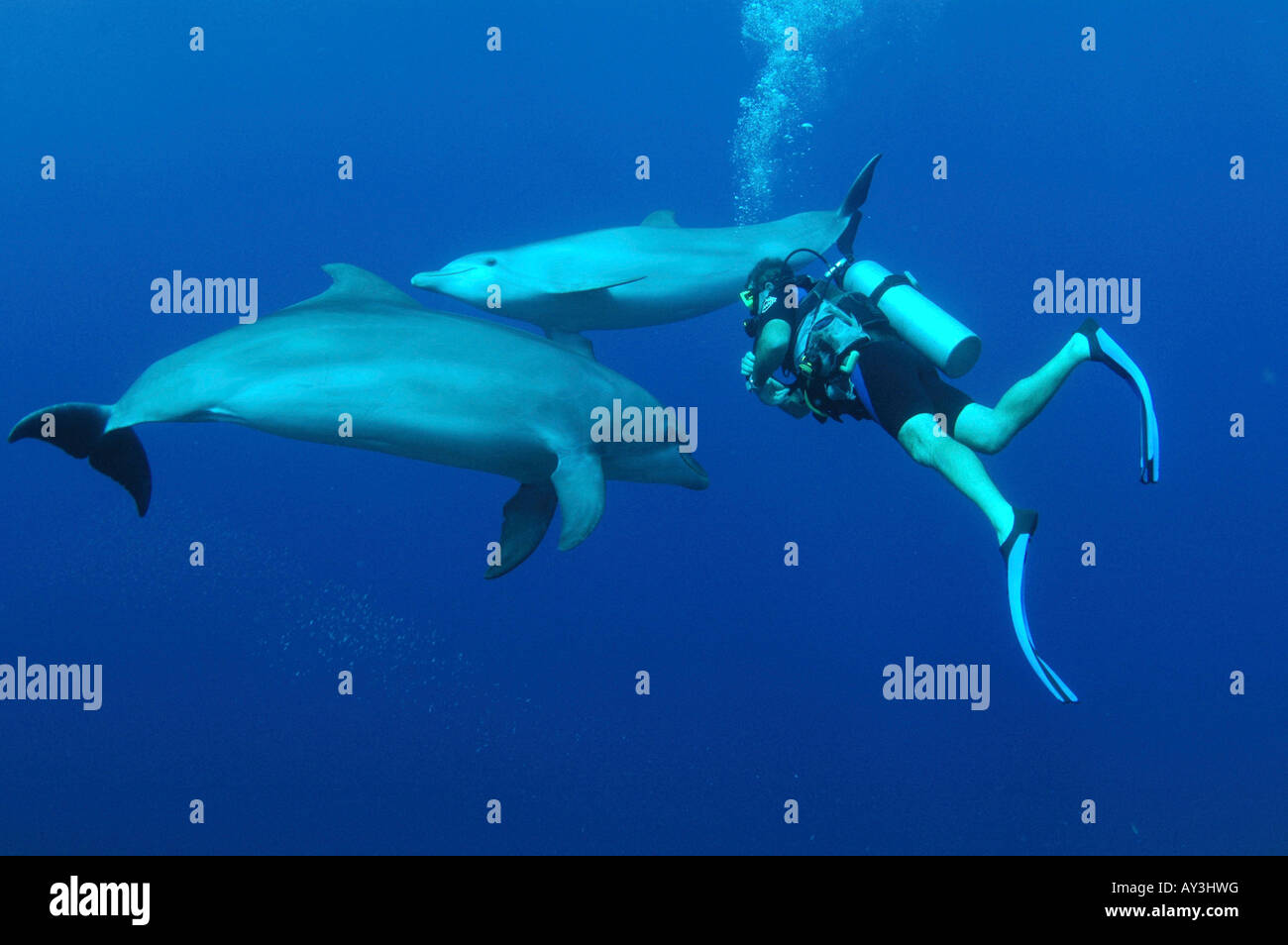 Antillas Neerlandesas Curaçao Buceo con Delfines en aguas abiertas Foto de stock