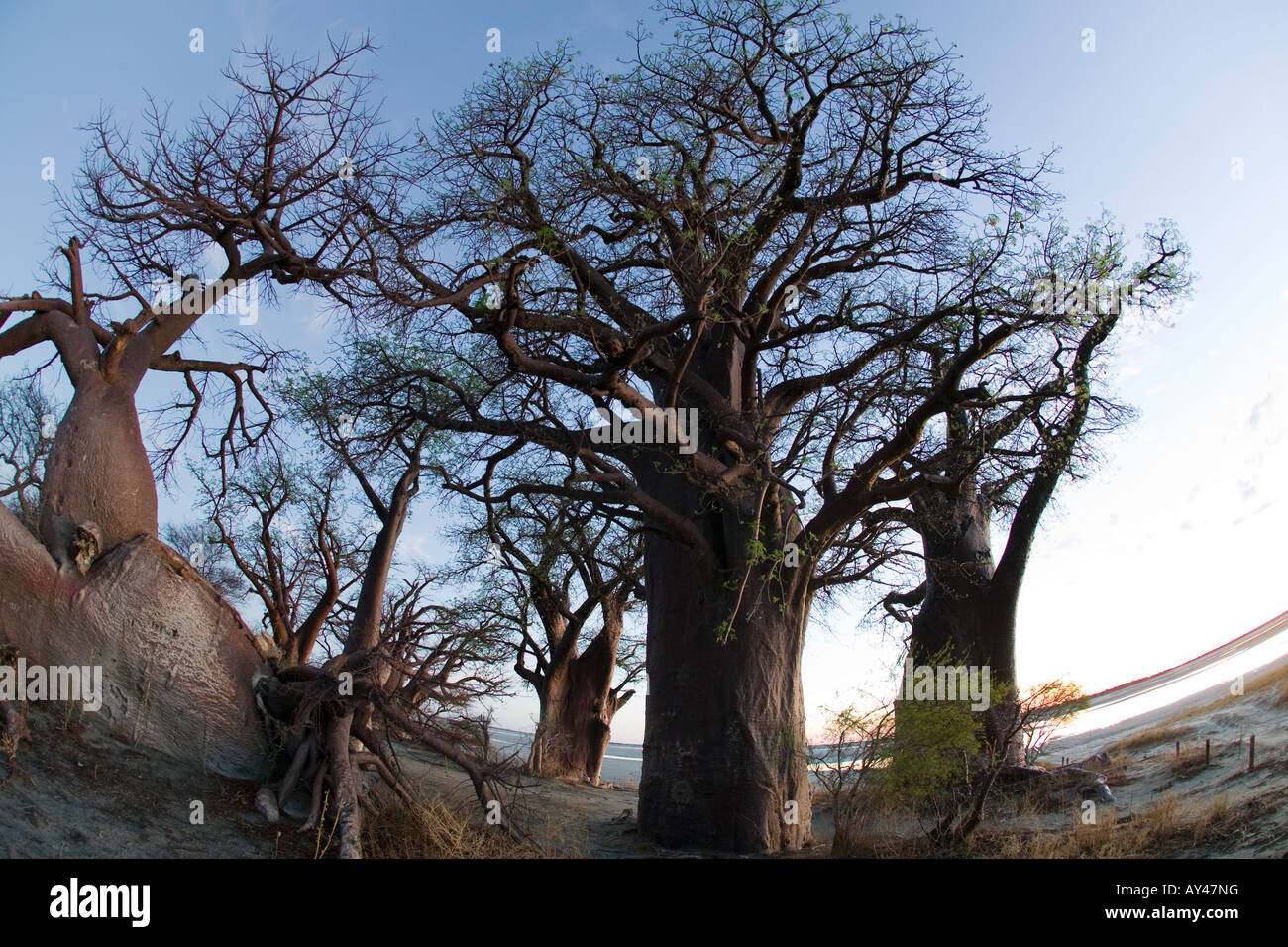 África Botswana Parque Nacional de Nxai Pan Fisheye vista de Baines Baobabs Foto de stock
