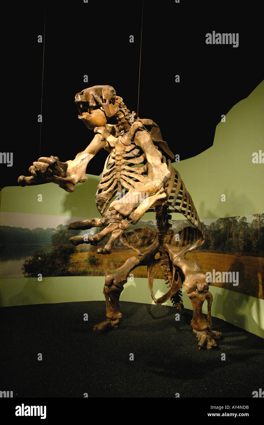 Ground Sloth gigante feroz enorme mamífero fósil de América del Norte, el Museo de las Artes y las Ciencias. Daytona Florida Foto de stock