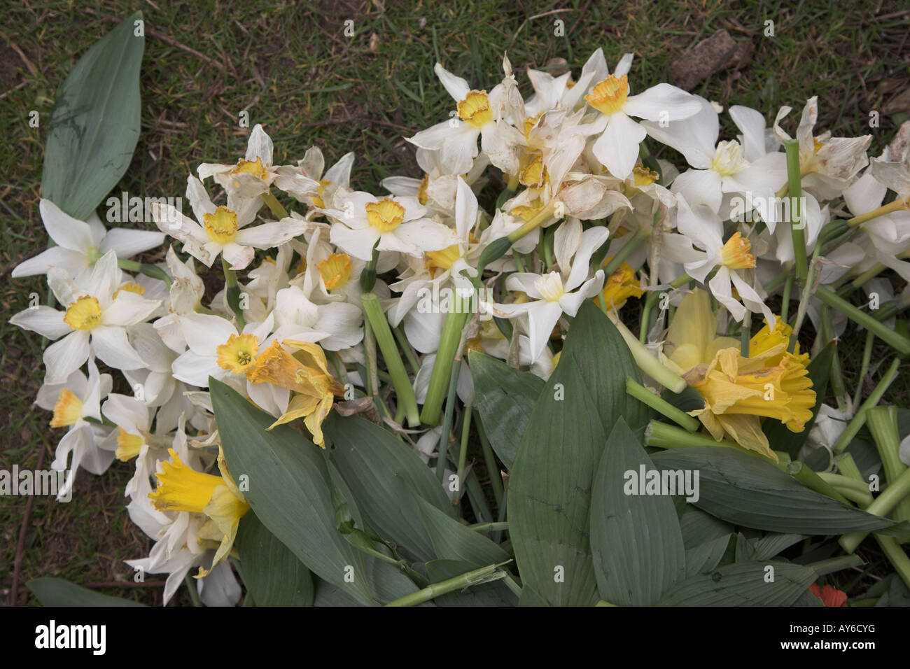 Narciso flores descarta sobre hierba Foto de stock