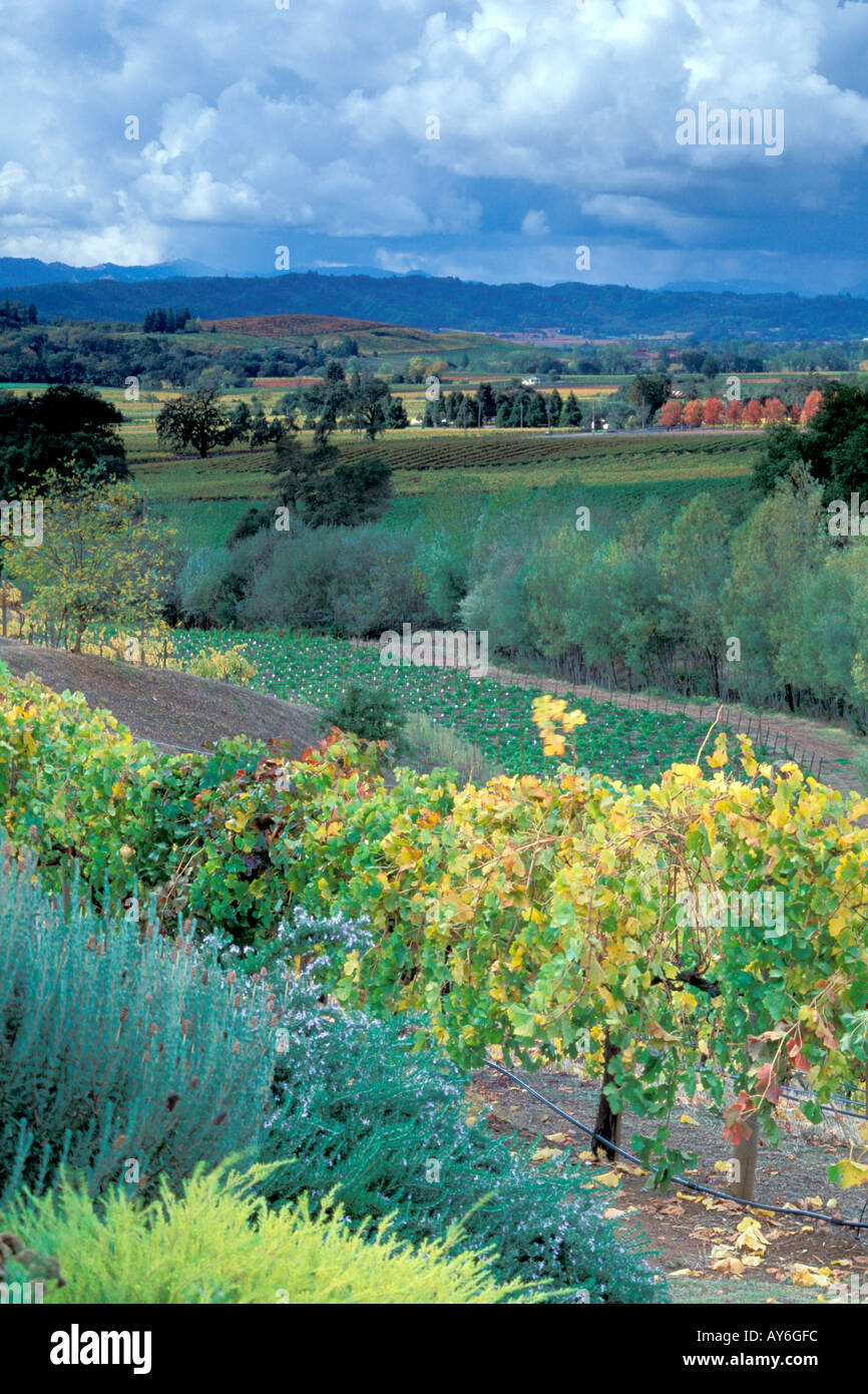 California Wine Country Mirador Alexander Valley en colores de otoño Foto de stock
