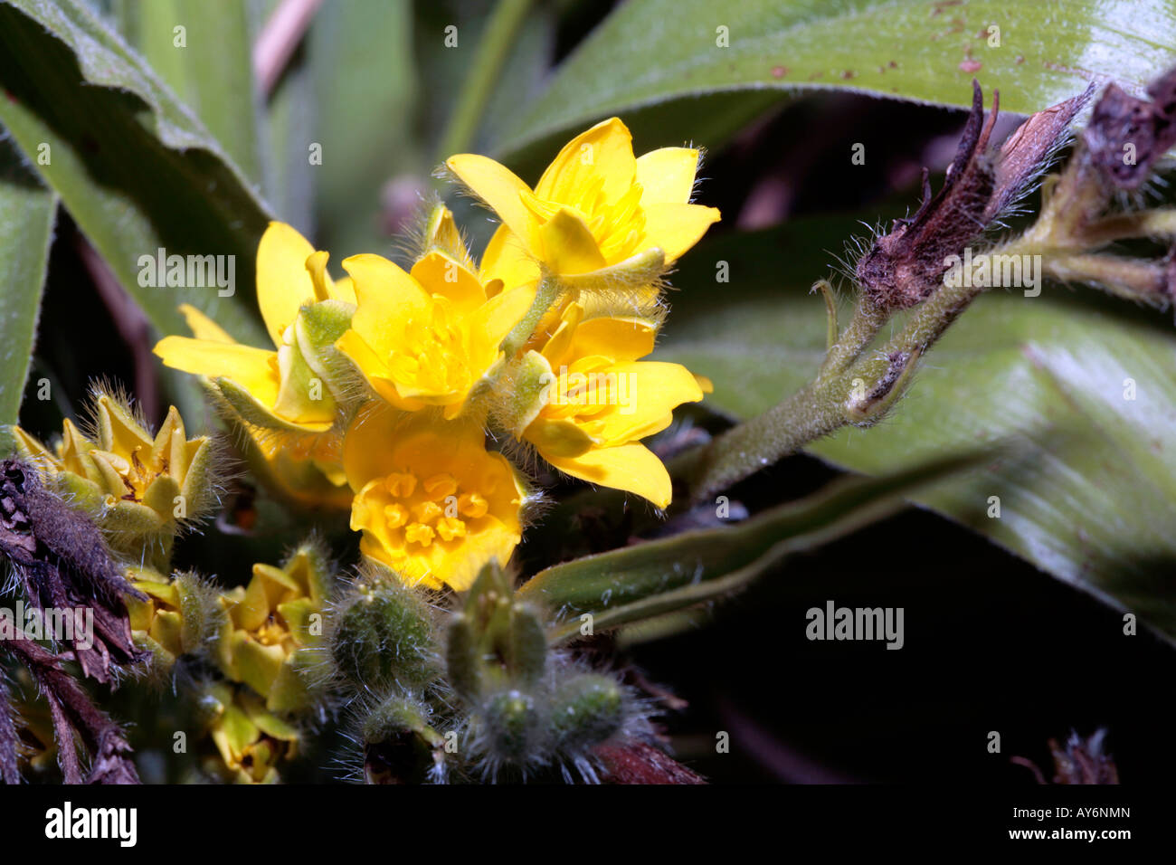 Hypoxis - pasto estrella- Familia Hypoxidaceae Foto de stock