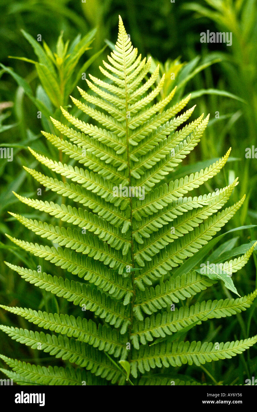 Cheshire Pott Shrigley naturaleza recién develada fern Foto de stock