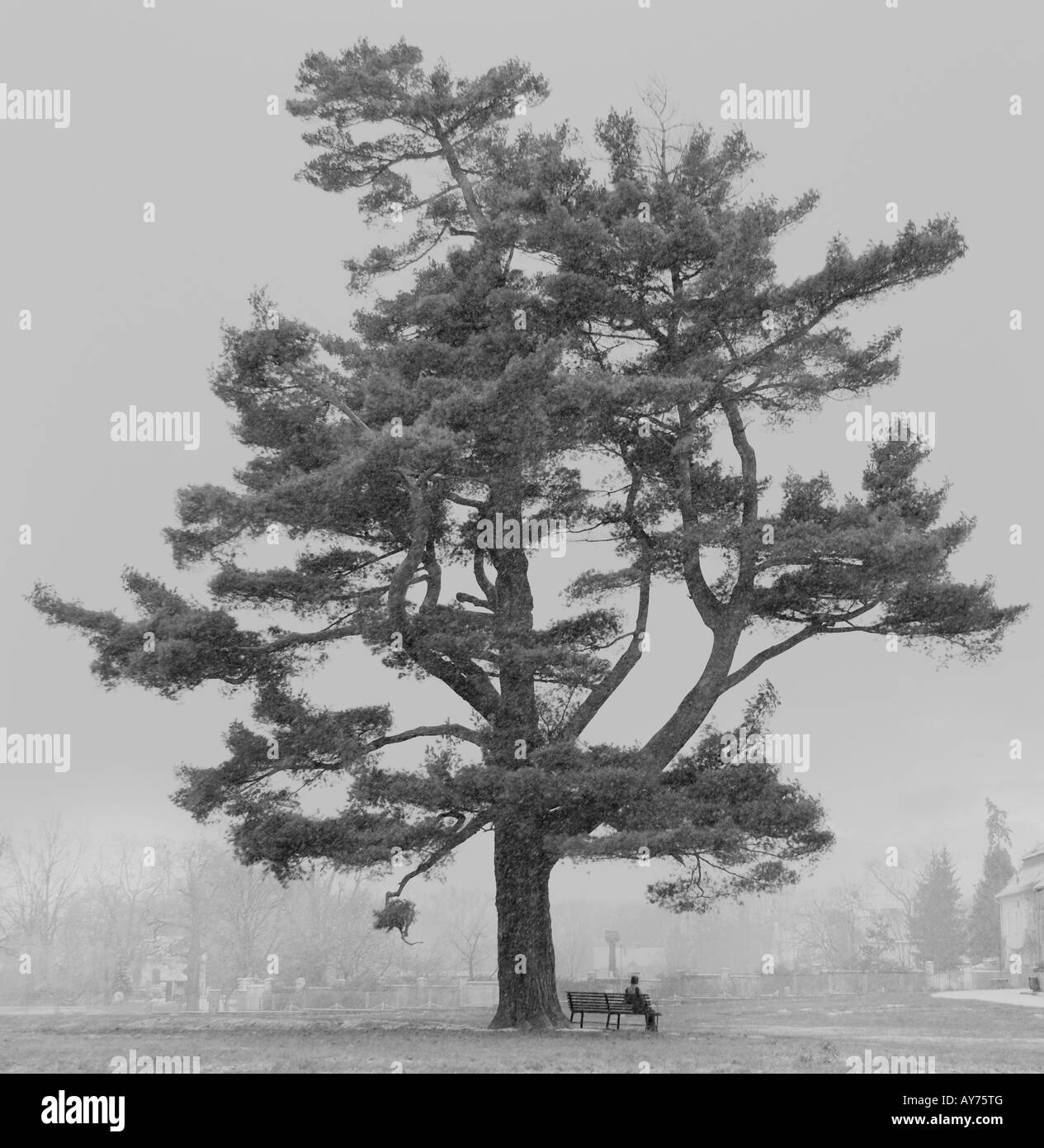 Un fino arte imagen de una mujer sentada debajo de un árbol. La escena cubierto con una niebla de la mañana, suave y muy vago. Foto de stock