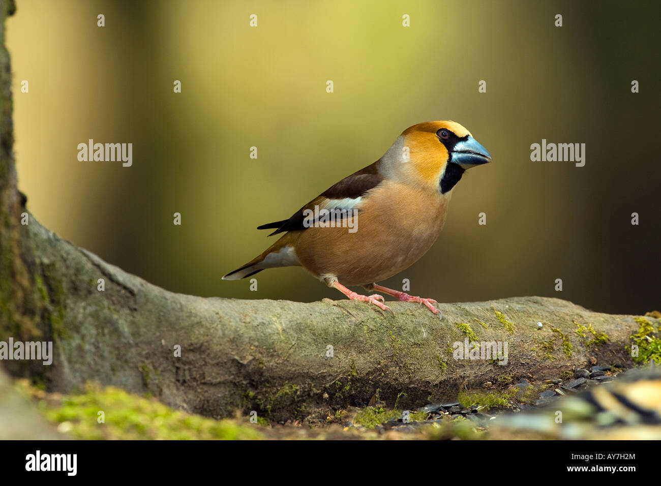 Coccothraustes coccothraustes HAWFINCH Foto de stock