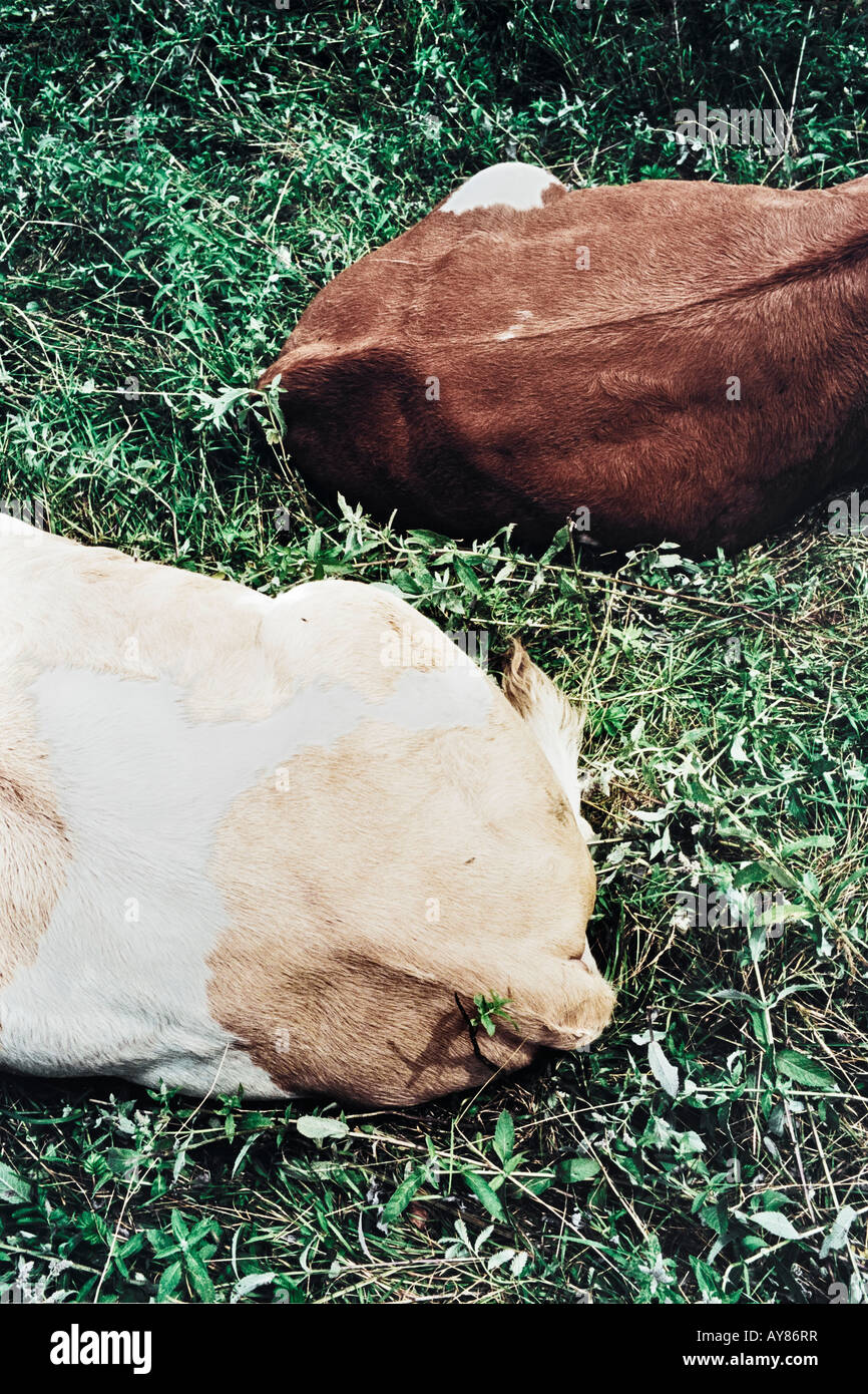 Volver extremos de dos Vacas que descansaban en el césped Foto de stock