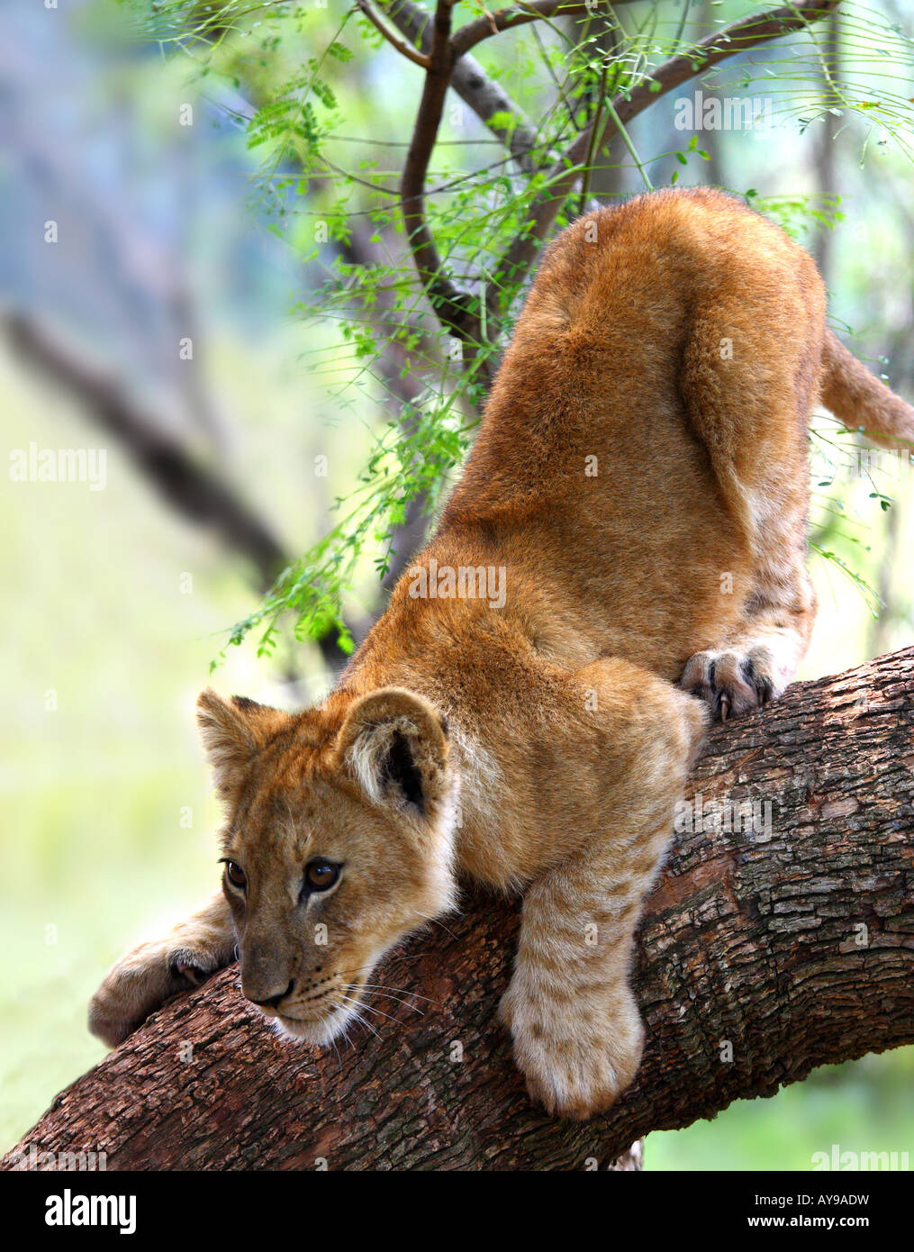 Un joven cachorro de león subiendo una sucursal Foto de stock