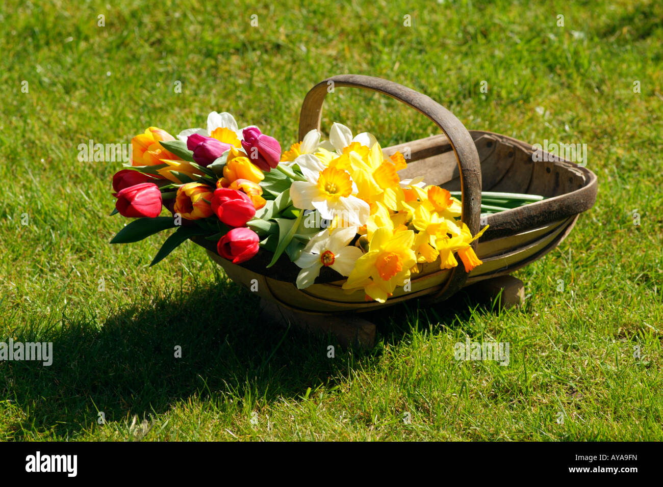 Flores de primavera en un jardín de madera Trug Foto de stock