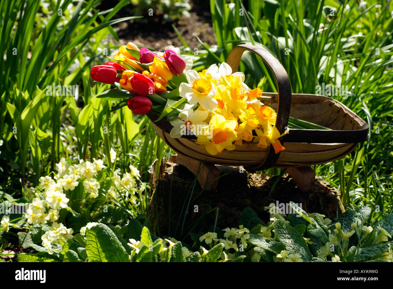 Flores de primavera en un jardín de madera en una Trug English Country Garden Foto de stock