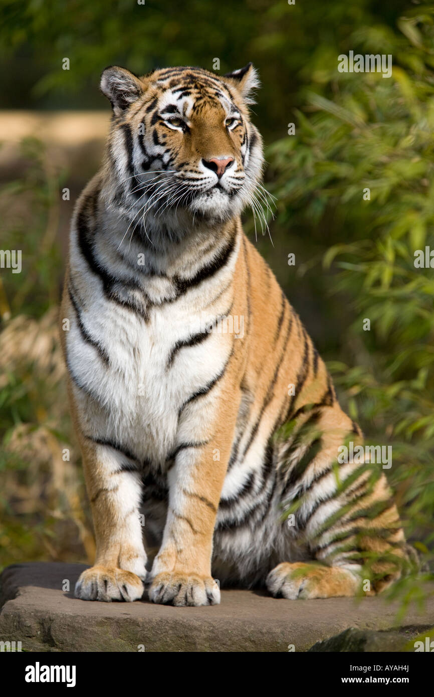 Tigre de Amur o tigre siberiano (Panthera tigris altaica Foto de stock
