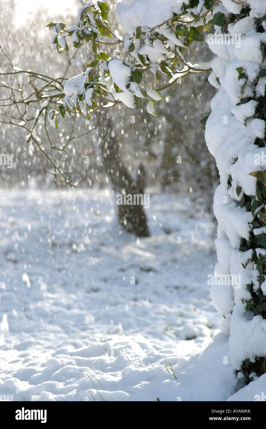 Maderas Lyminge, Kent, Inglaterra a fines de la primavera. Foto de stock