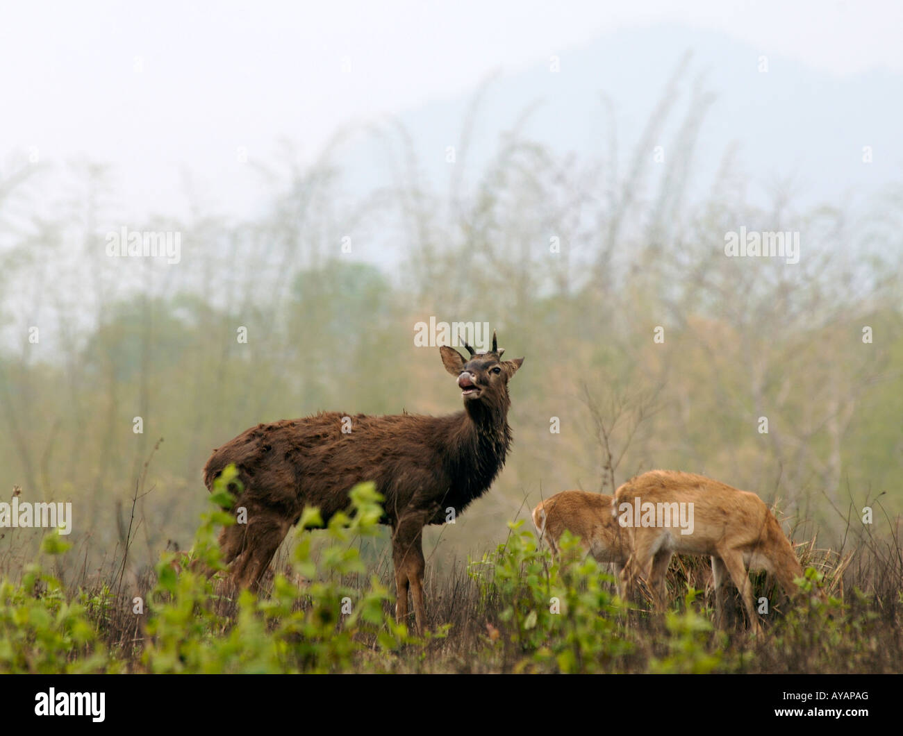 Ámbitos amenazadas deer ciervo con hind en Datian Reserva Natural de la isla de Hainan de China forma parte de un programa de cría en cautividad Foto de stock
