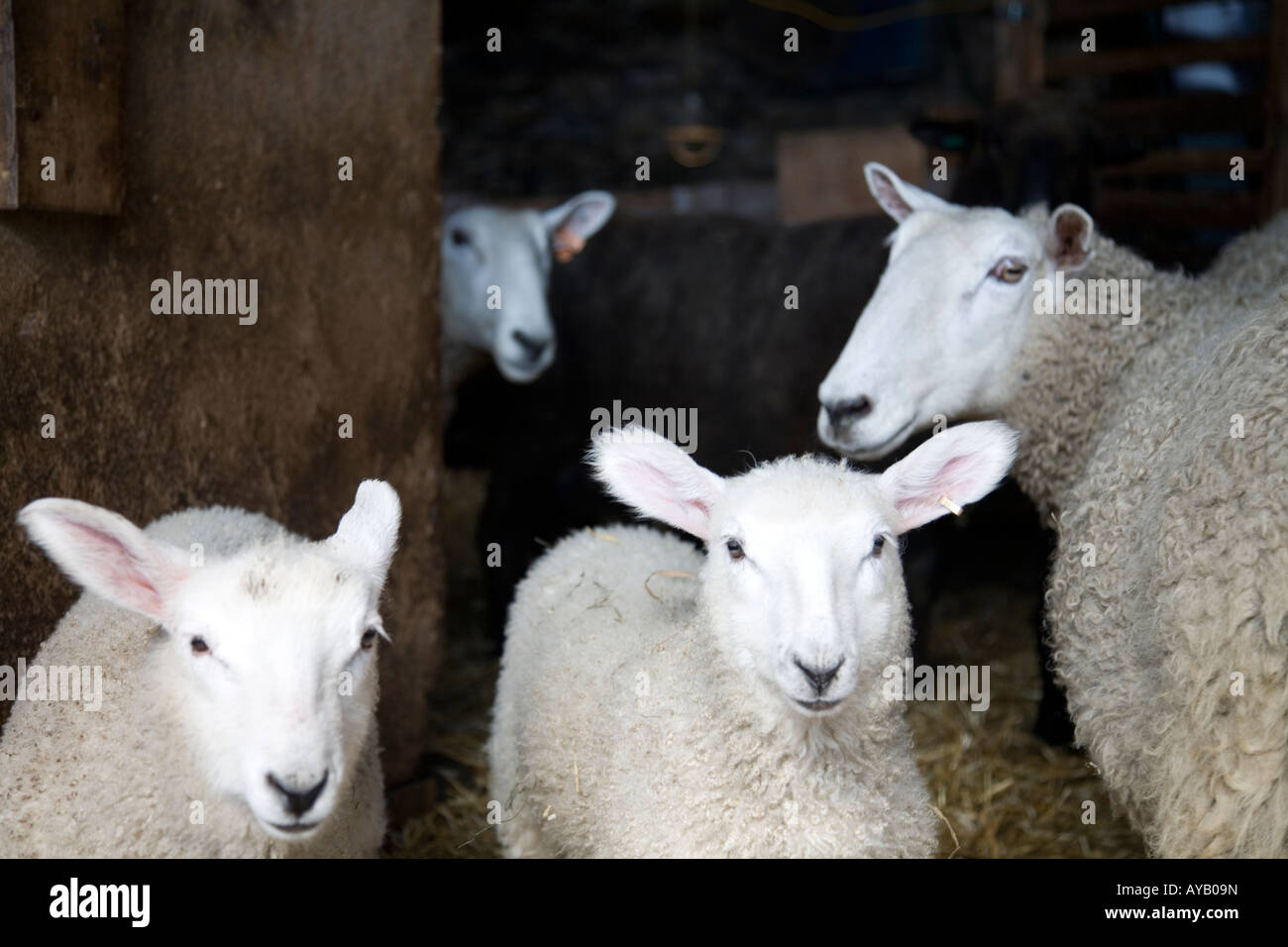 Grupo de corderos y ovejas con una oveja mirando a la vuelta de la esquina. Foto de stock