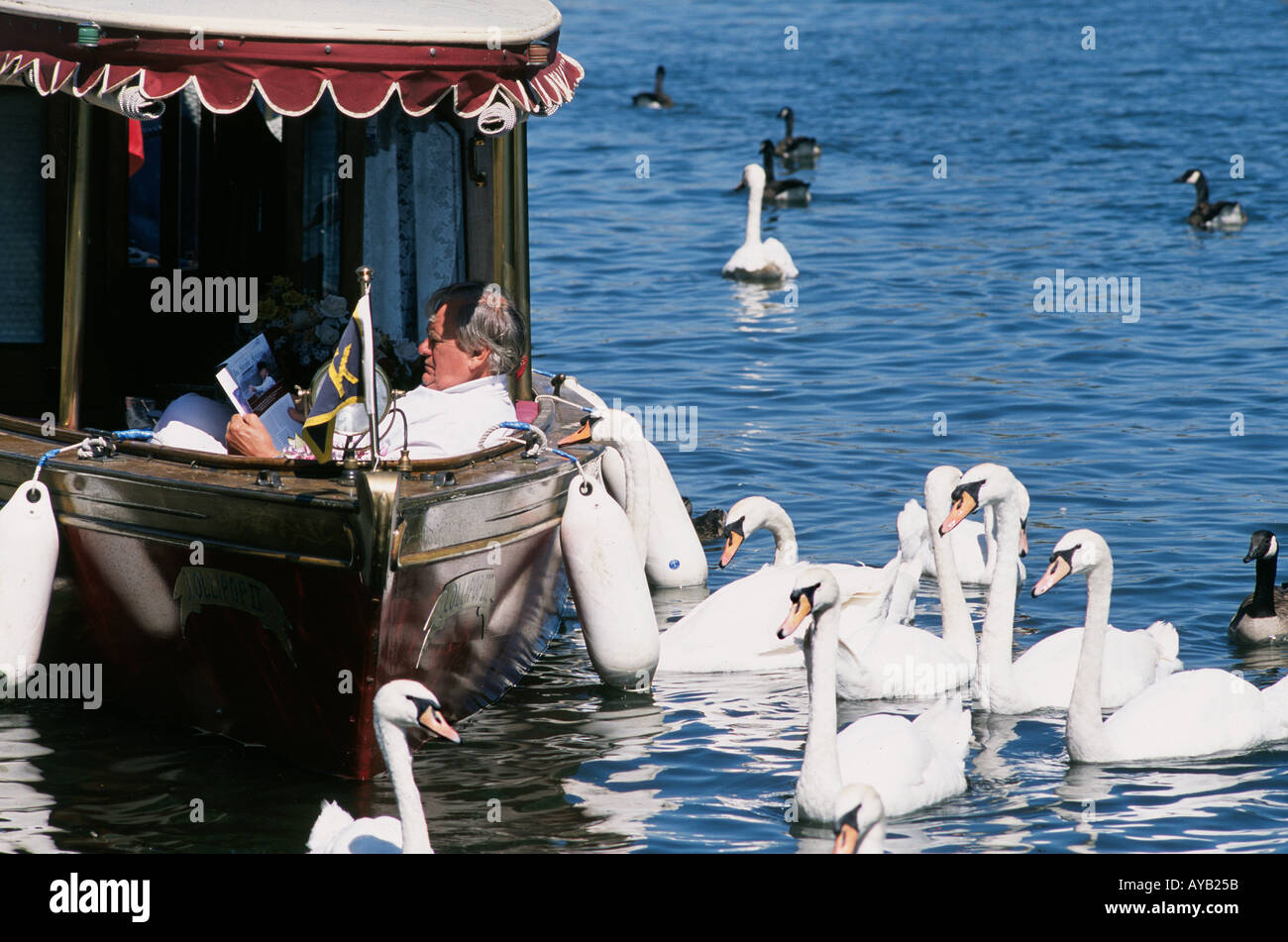 Henley on Thames relajantes con los cisnes Foto de stock
