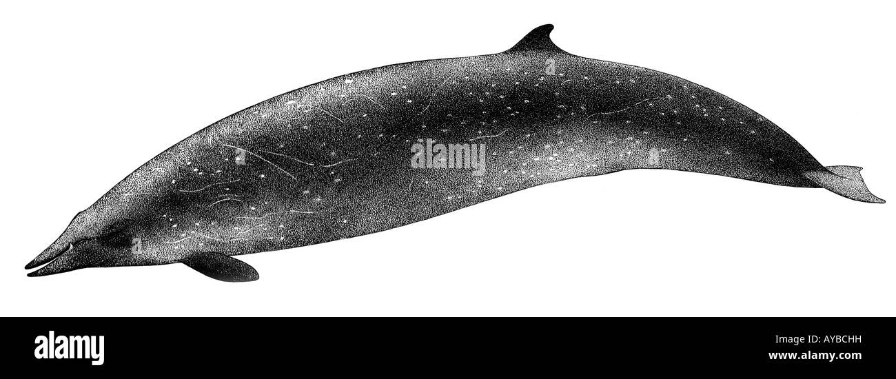 Sowerbys ballena picuda (Mesoplodon bidens), dibujo Foto de stock