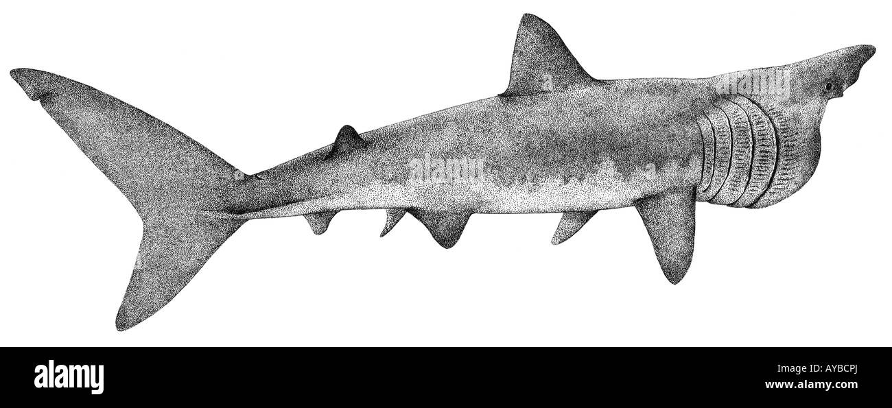 Tiburón peregrino (Cetorhinus maximus), dibujo Foto de stock