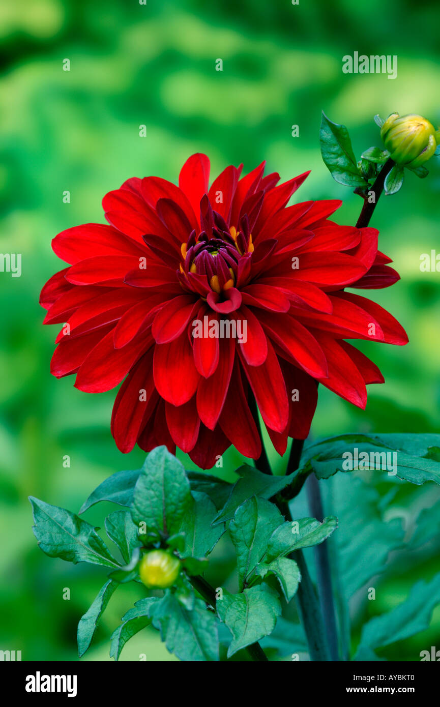 Dalias de flores de color rojo oscuro fotografías e imágenes de alta  resolución - Alamy