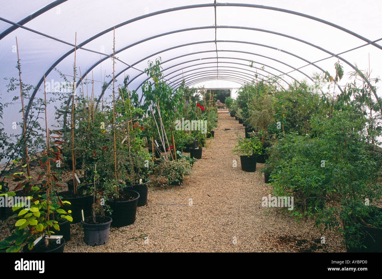 Las plantas dentro de una poli-túnel en un centro de jardinería vivero Foto de stock