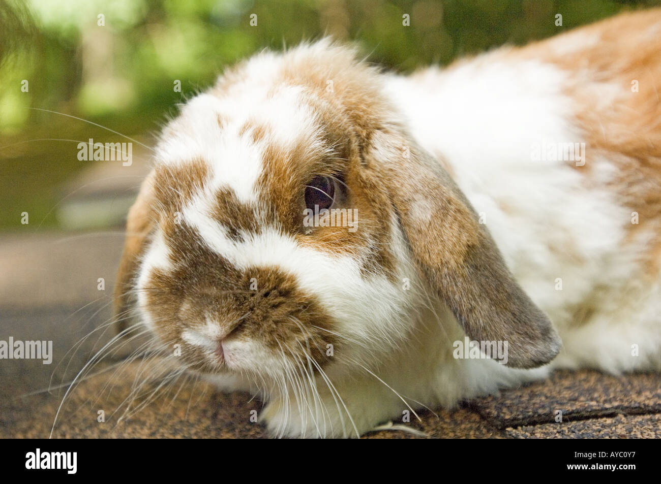 Flop eared rabbit fotografías e imágenes de alta resolución - Alamy