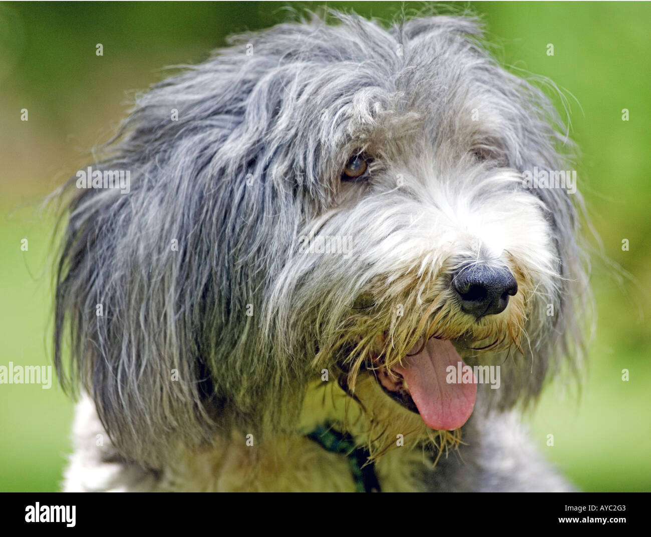 Perro lanudo blanco fotografías e imágenes de alta resolución - Página 7 -  Alamy