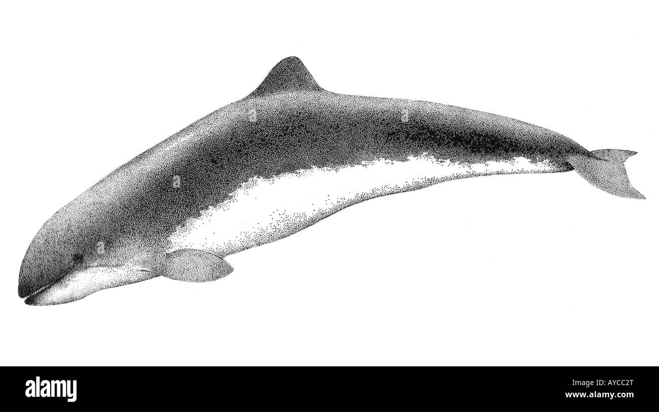 Marsopa del Golfo, la vaquita (Phocoena sinus), dibujo Foto de stock