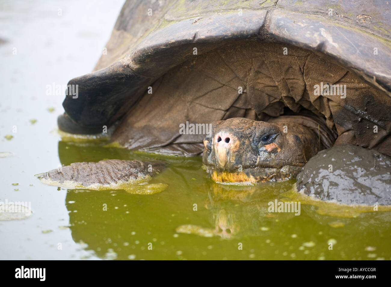 Las tortugas gigantes de refrescarse en una piscina de barro en las montañas de Santa Cruz Foto de stock
