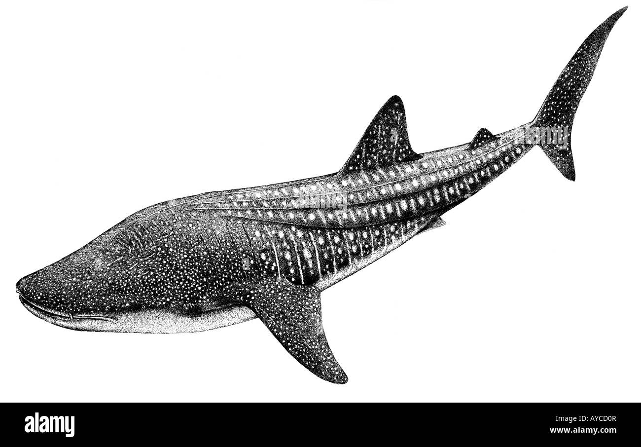 Tiburón ballena Rhincodon typus dibujo Foto de stock