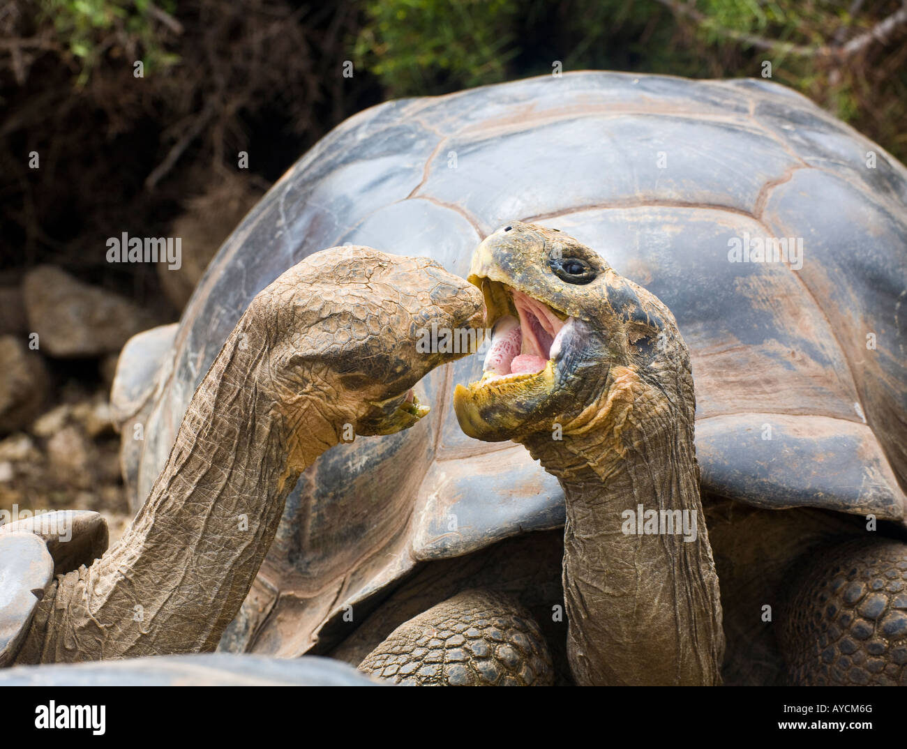 Dos machos de tortugas gigantes luchando en el Centro de Investigación Charles Darwin Santa Cruz Foto de stock