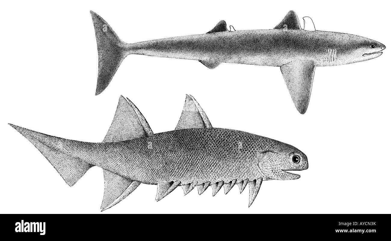 Los antiguos tiburones, arriba, abajo Climatius Cladoselache reticulatus, dibujo Foto de stock