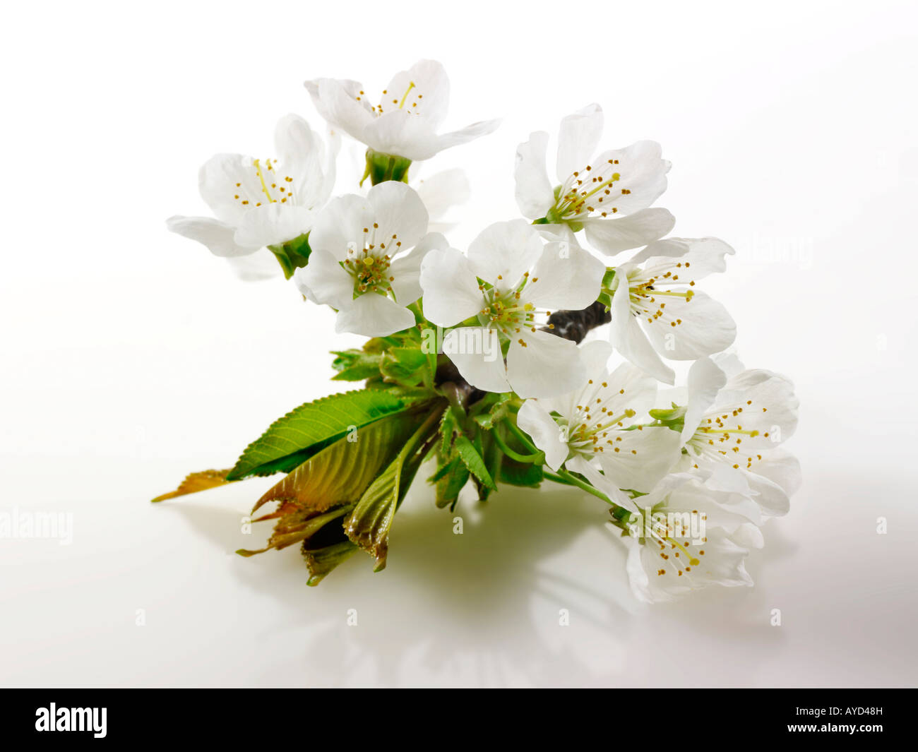 Fotos de flor de cerezo blancos frescos, flores y pétalos frescos escogidos de un cerezo Foto de stock