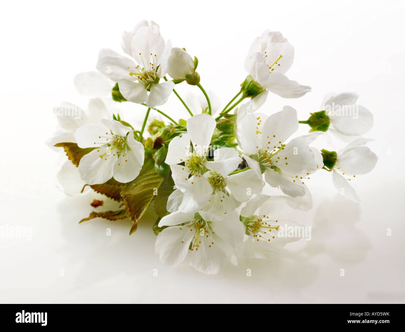 Fotos de flor de cerezo blancos frescos, flores y pétalos frescos escogidos de un cerezo contra un fondo blanco para recorte Foto de stock