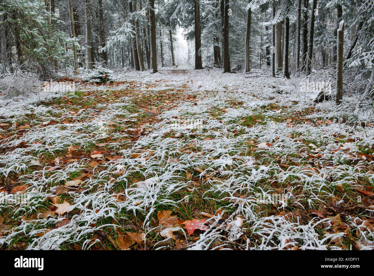 Primera nevada en un camino forestal en los bosques de Ontario Foto de stock