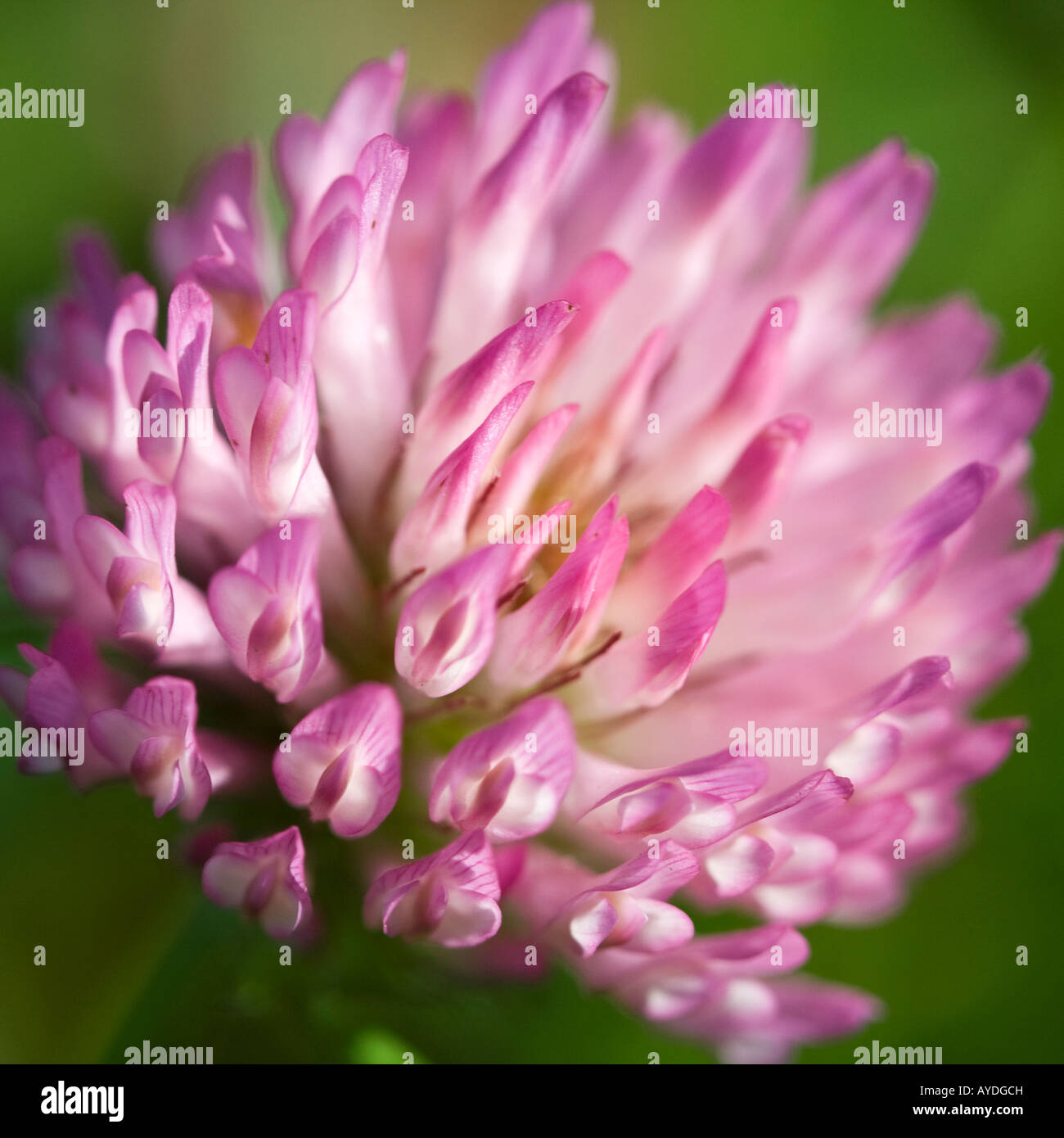 Clover blossom - Trifolium Foto de stock
