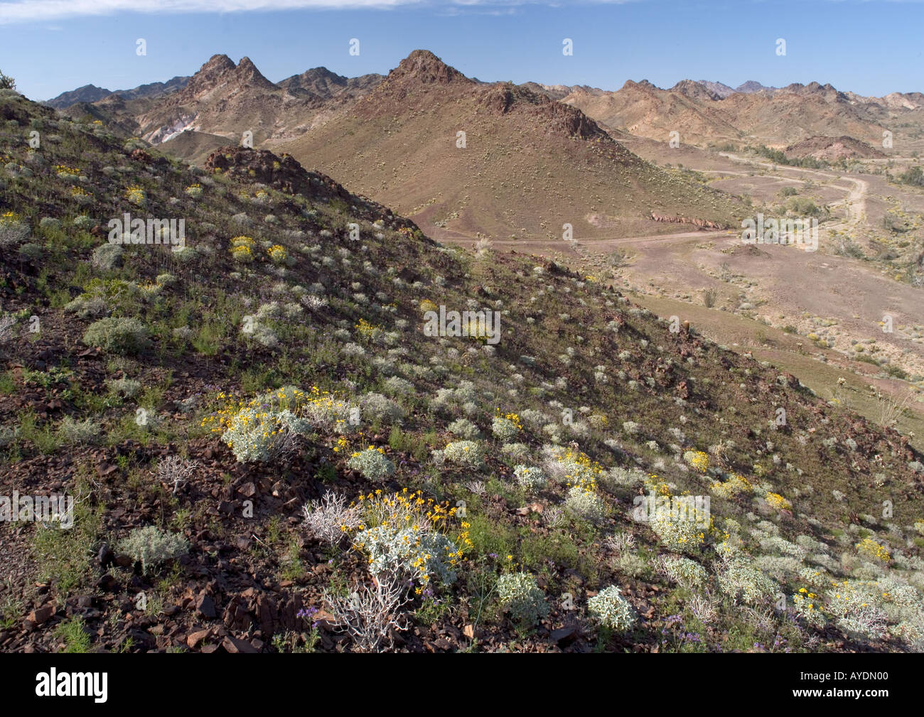 Las montañas de chocolate en el sudeste de California, en la frontera de Arizona con flores de primavera como quebradizo cactus bush etc Foto de stock